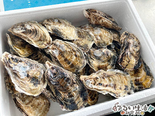 楽天市場光栄水産の赤穂坂越湾の殻付き生牡蠣24コセット